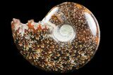 Polished, Agatized Ammonite (Cleoniceras) - Madagascar #97290-1